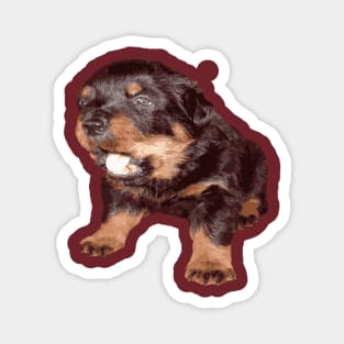 Rottweiler Puppy with Shocked Open Mouth Expression Magnet