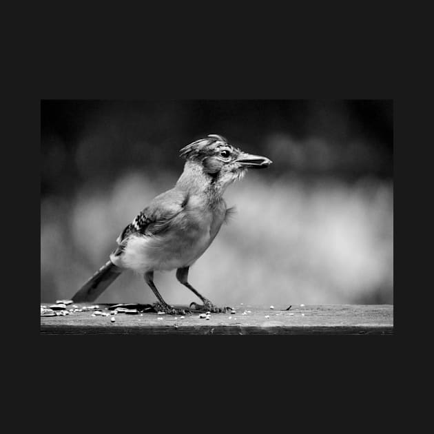 young bluejay.. by LaurieMinor