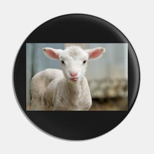 Cute and adorable few day old lamb Pin