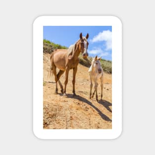 Wild Horse with Foal at Rano Raraku Crater - Rapa Nui - Easter Island Magnet