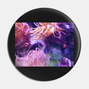 Clown fish in the anemone Pin