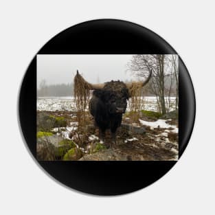 Highland Cattle Bull with big horns Pin