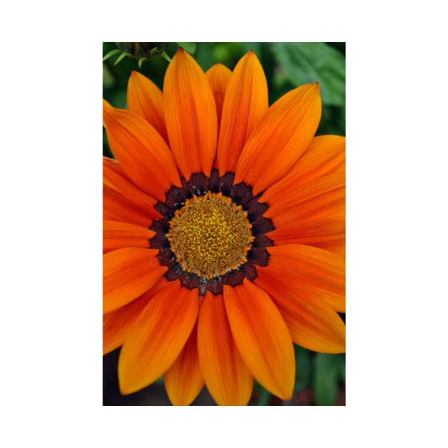 Orange Gazania African Daisies Summer Flower by Andy Evans Photos