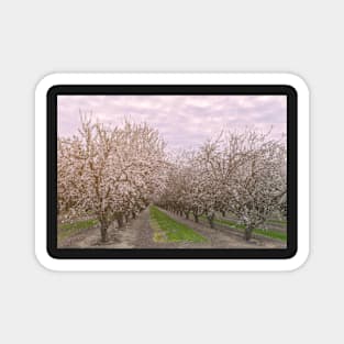 Blooming Almonds Magnet