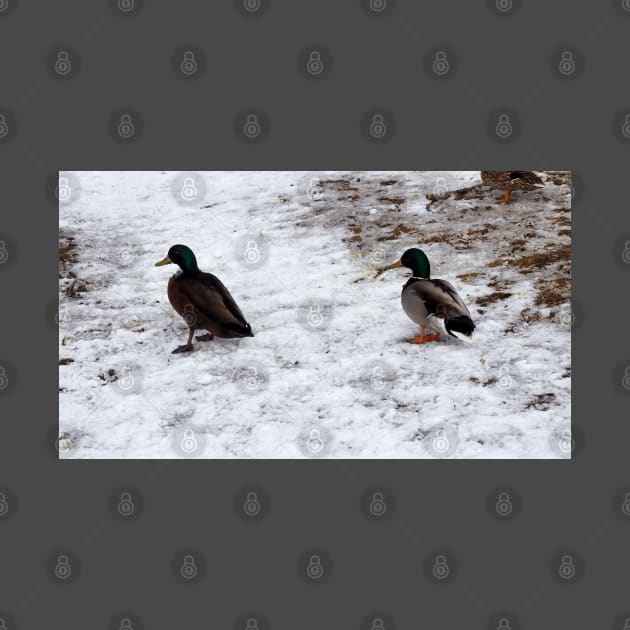 Ducks On The Winter Snow by BackyardBirder