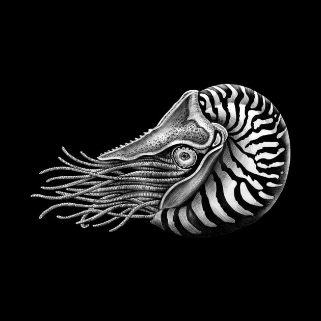 Nautilus by Tim Jeffs Art