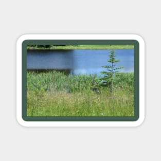 Pond and Tree Landscape, Water and Grass Magnet