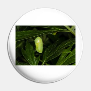 Monarch Caterpillar 5 Pin