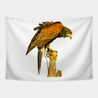 Harris Hawk on alert Tapestry