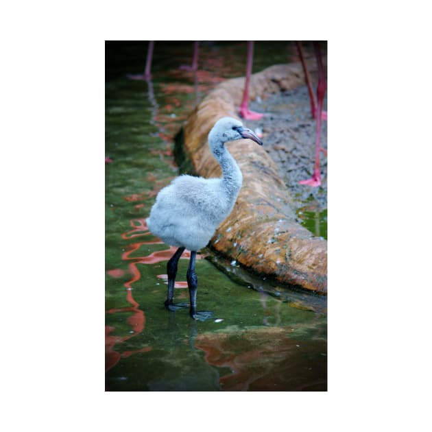 American Flamingo Chick by Cynthia48