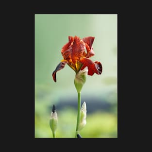 Red Iris T-Shirt