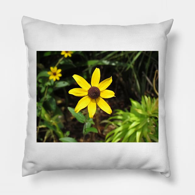 Brown Eyed Susan Flowers Pillow by Cynthia48