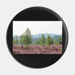 Heathland, morning mist, heather bloom, Niederhaverbeck Pin