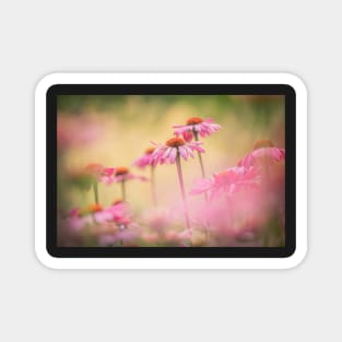 Echinacea flowers Magnet