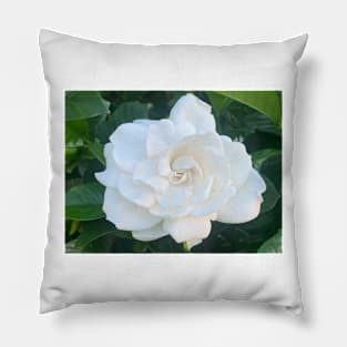 Gardenia flower Pillow