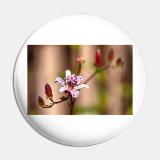 Japanese Toad Lily Pin