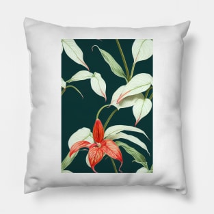 Botanical drawing of Anthurium Pillow