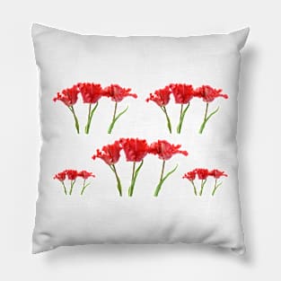 Tulipa  &#39;Garden Fire&#39;   Parrot Tulip Pillow