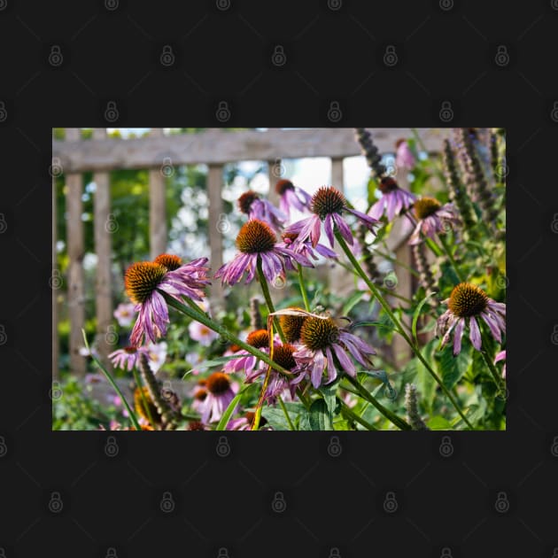 Echinacea flowers by InspiraImage