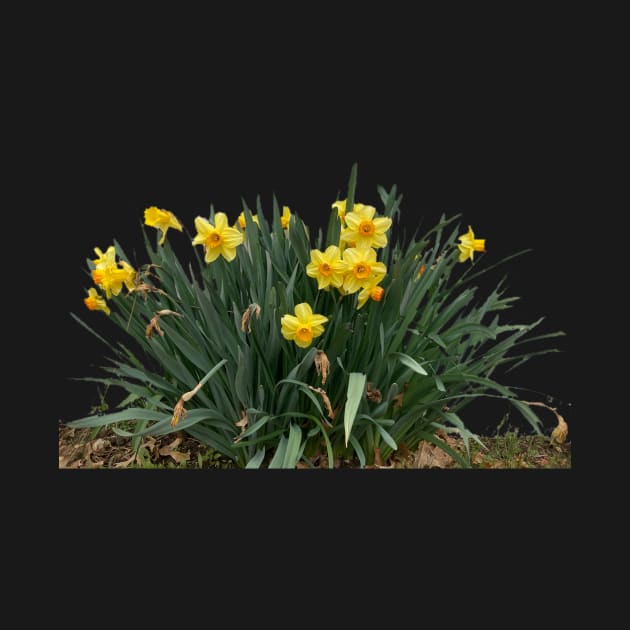 Clump of Daffodils by Amanda1775