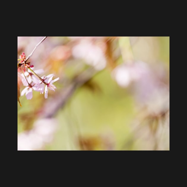 Cherry Blossom by ansaharju