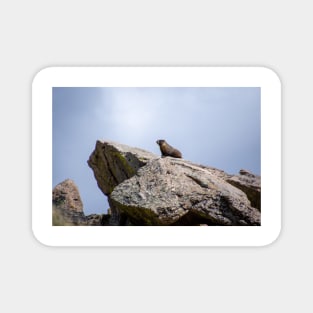 Marmot on Rock Magnet