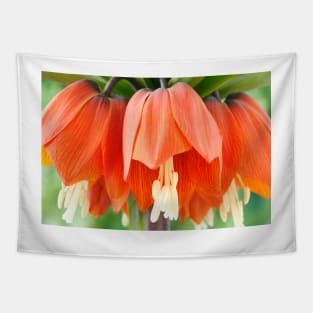 Fritillaria imperialis  &#39;Rubra&#39;  Crown imperial  Fritillary Tapestry