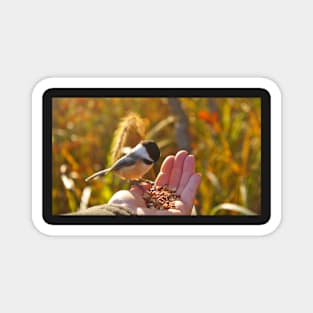 Feeding a Chickadee Magnet