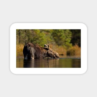 Swimming with Moose - Algonquin Park, Canada Magnet