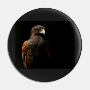 Harris Hawk Portrait Pin