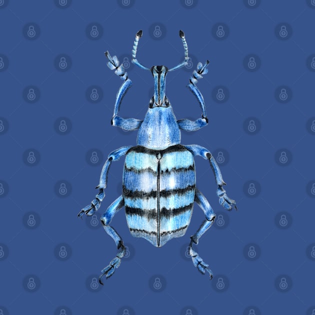 Weevil beetle by Catdog