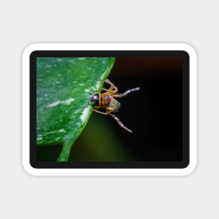 A gorgeous metallic jumper (Siler semiglaucus) showing its colourful abdomen from a Monstera Thai constellation!! It's also know as colorful jumping spider and jade jumping spider Magnet