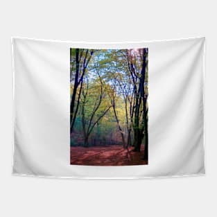 Early Spring in the Forest Tapestry