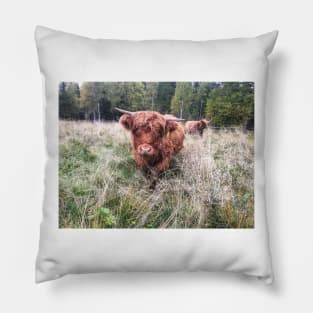 Scottish Highland Cattle Calf 2121 Pillow