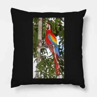 Scarlet Macaw Posing Pillow