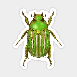 Green Jewel Beetle Magnet