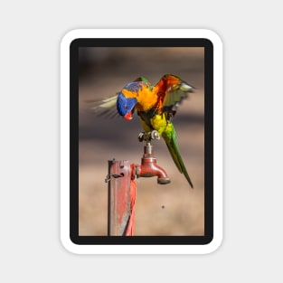 Orange Collared Lorikeet, Katherine Gorge NT Magnet