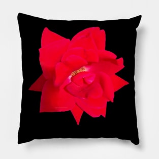 Velvety Rose Flower Pillow