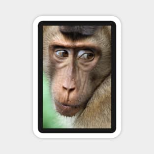 Watching Carefully. Pig-tailed Macaque Portrait. Borneo. Magnet