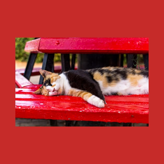 Calico cat sleeping on the red bench by lena-maximova