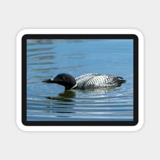 Male Loon Magnet