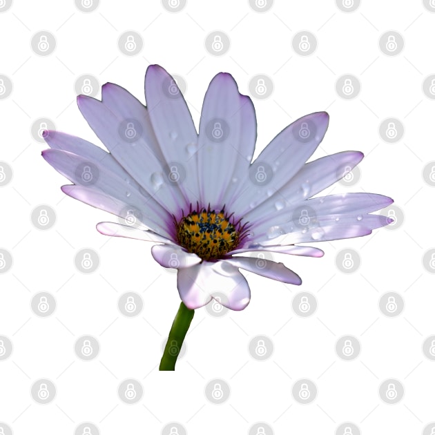 African Daisy by Shirasaya