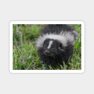 Baby Skunk Black and White Wildlife Photograph Magnet