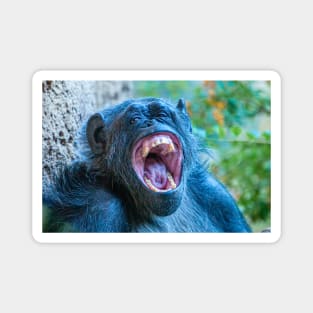 Chimpanzee laugh Magnet