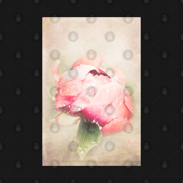 Textured photo of a pink peony by marina63