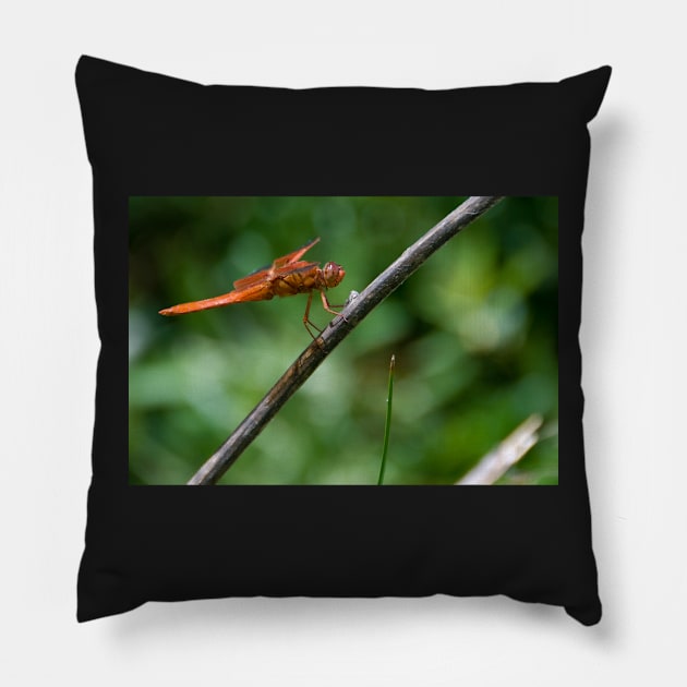 Dragonfly Pillow by randymir