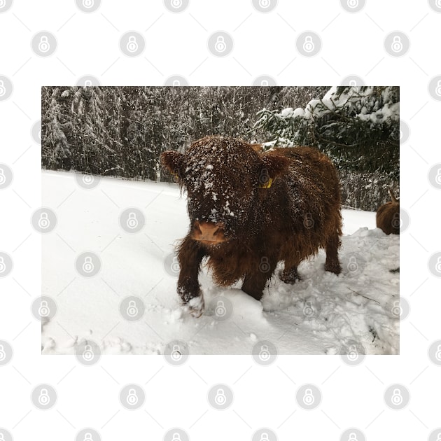 Scottish Highland Cattle Calf 1911 by SaarelaHighland