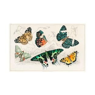 1820 Illustrated Butterflies T-Shirt