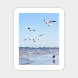 Flock of seagulls flying above the water Magnet