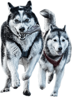 Siberian Huskies Magnet